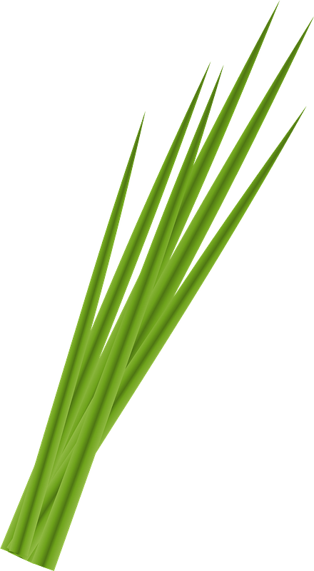 long green plant chives