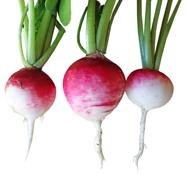 Radishes November Harvest of the Month Williams Ranch Elementary School